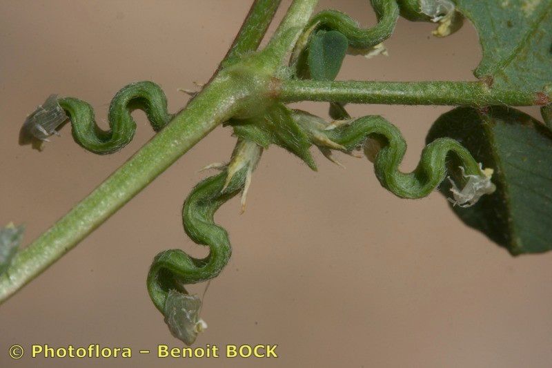 Trigonella anguina bark