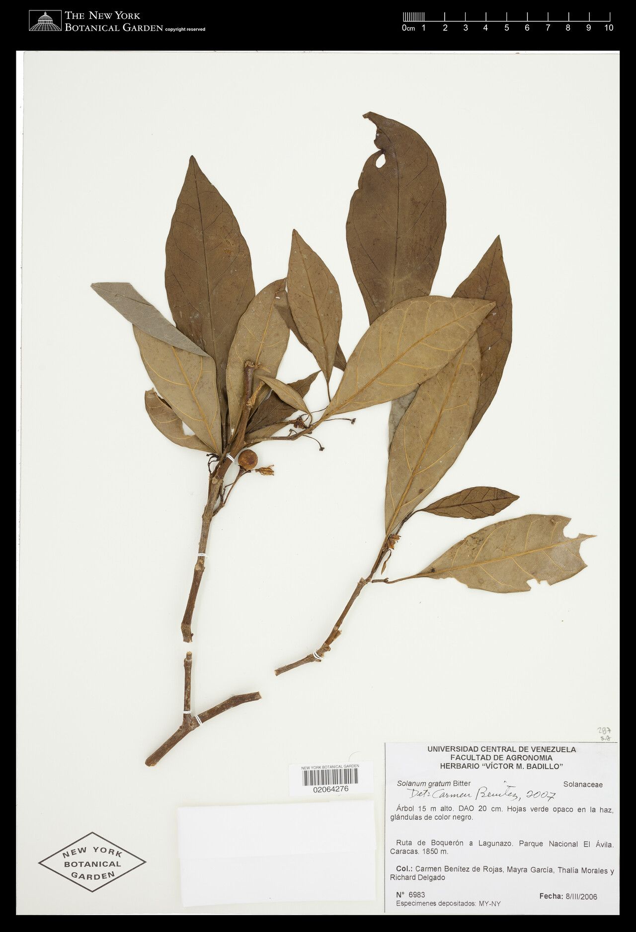 Solanum gratum — houseplant care guide