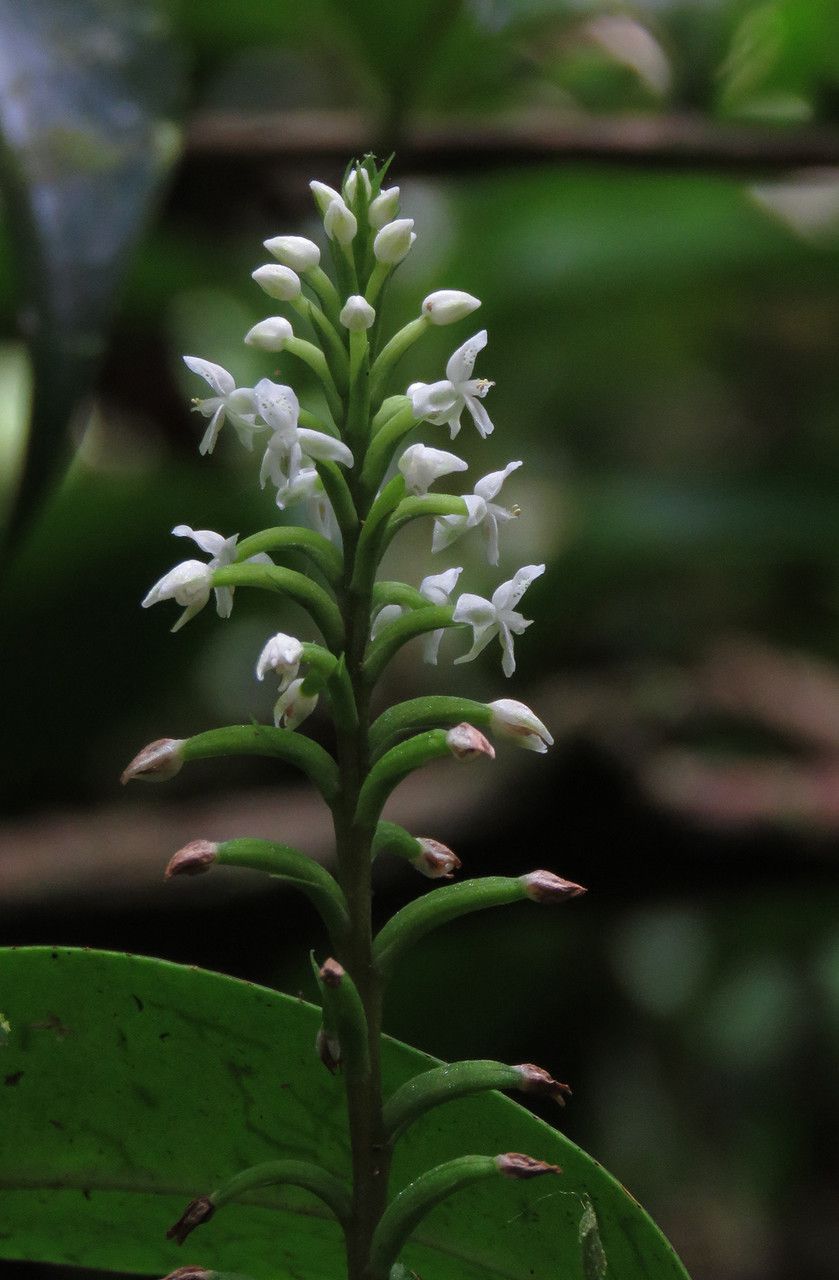 Cranichis muscosa flower