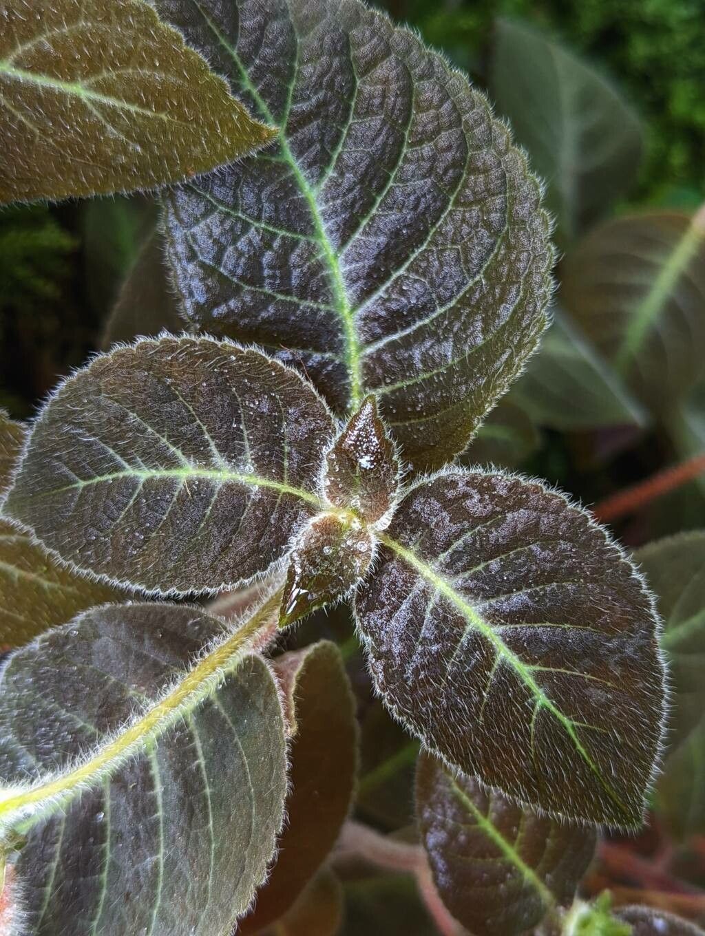 Kohleria amabilis — search result for 'Gesneriaceae'