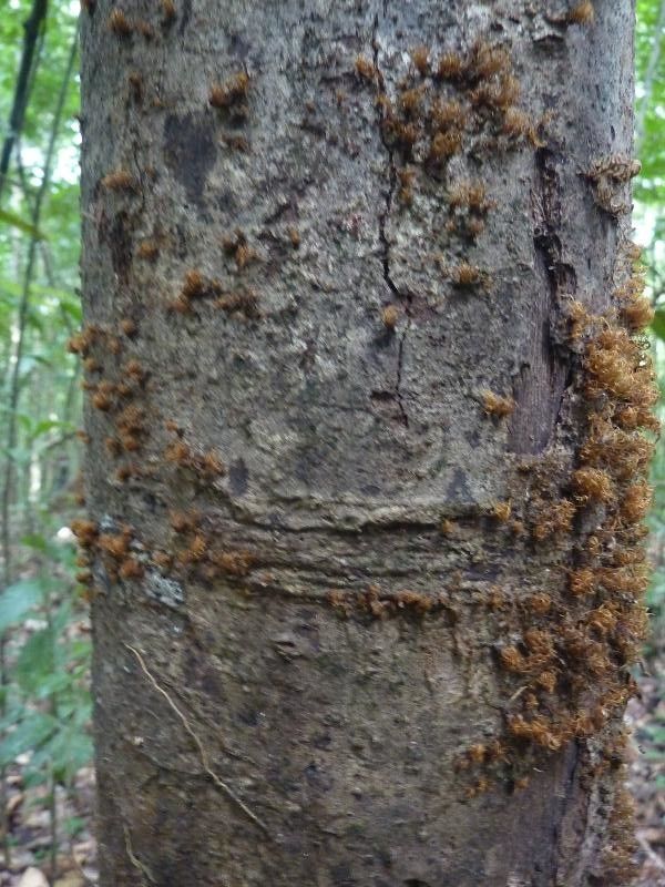 Cordia sagotii bark