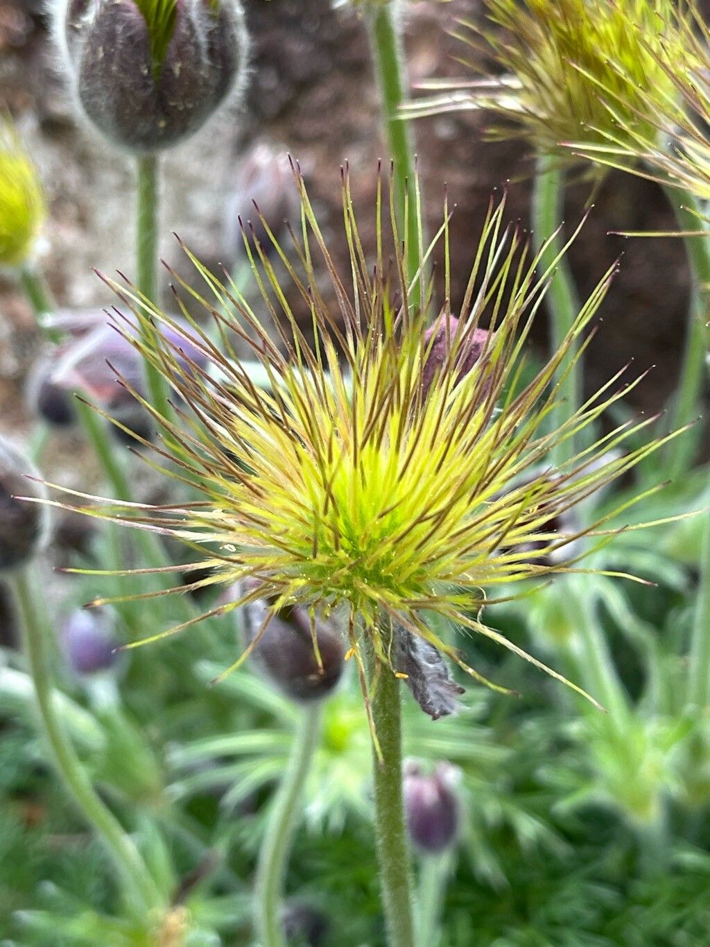 Pulsatilla ambigua fruit