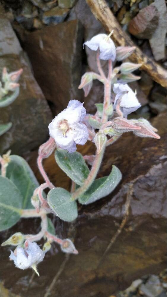 Trichodesma afghanicum flower