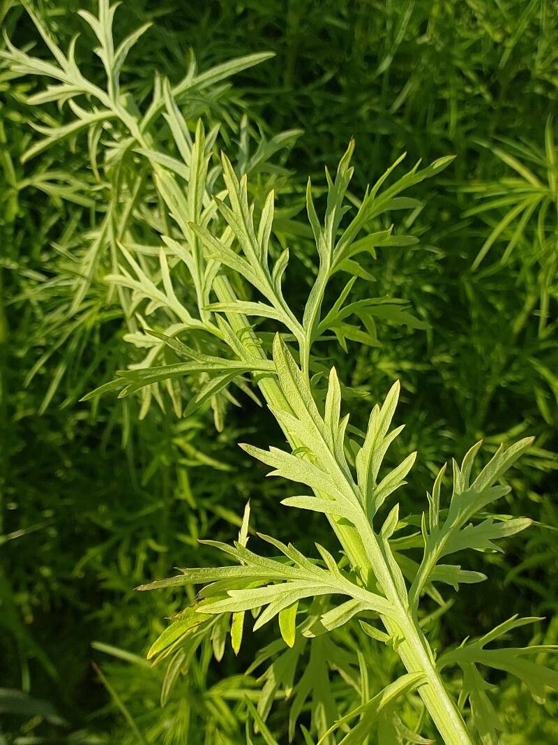 Artemisia umbrosa leaf