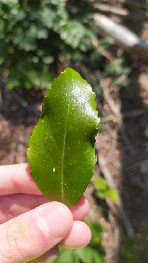 Laurelia sempervirens — search result for 'Sassafras'