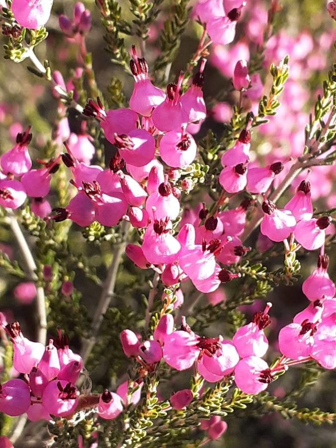 Erica umbellata flower