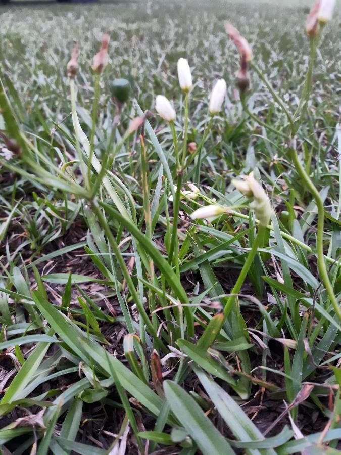 Nothoscordum bivalve — search result for 'Peru'