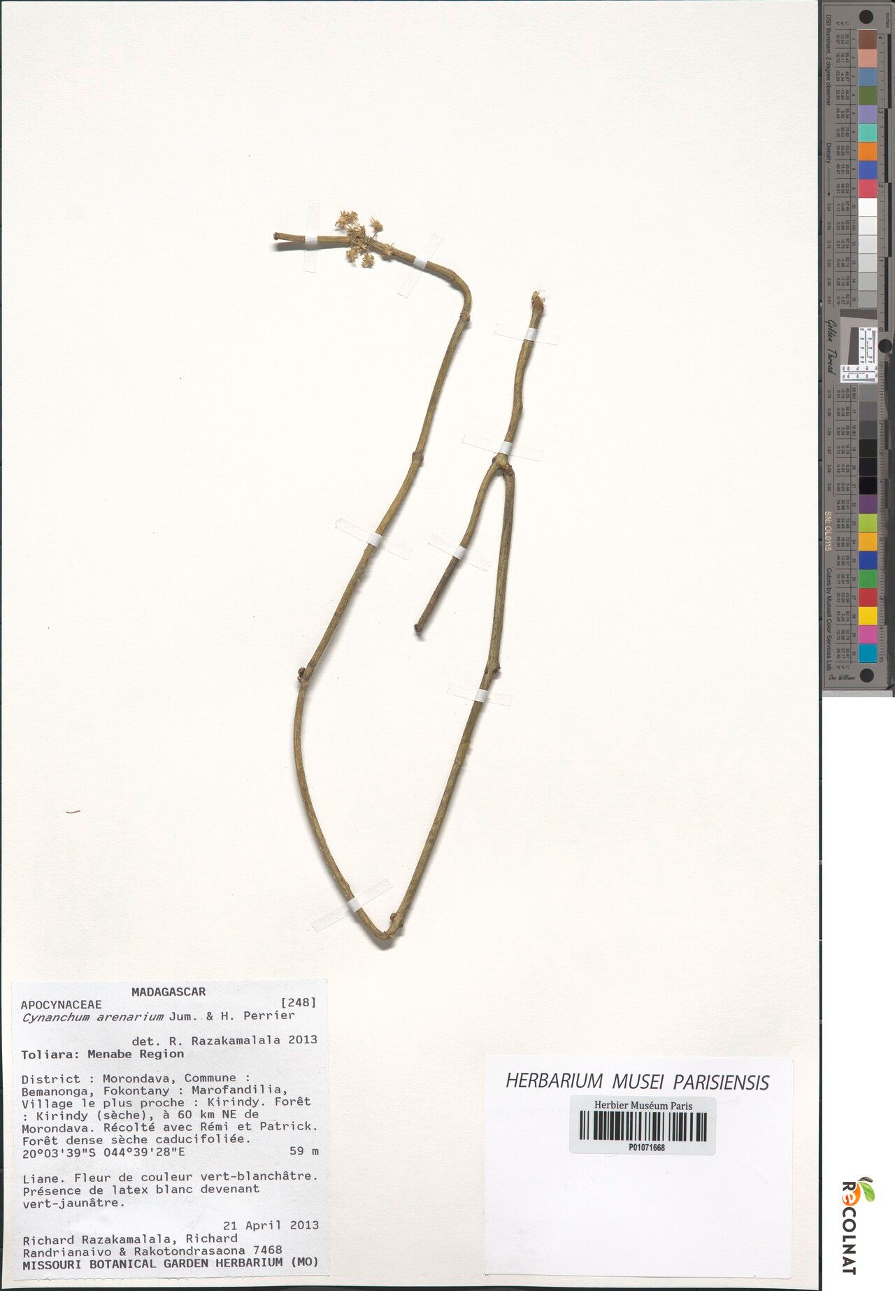 Cynanchum folotsioides — houseplant care guide