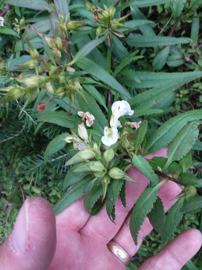 Pedicularis racemosa — search result for 'Pedicularis'