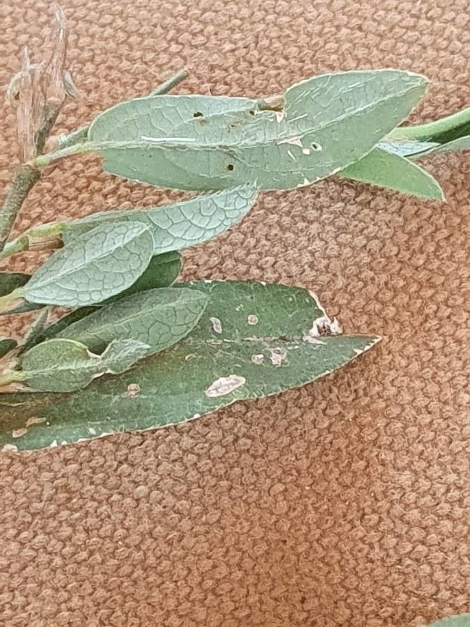 Alysicarpus glumaceus — related species from the same genus