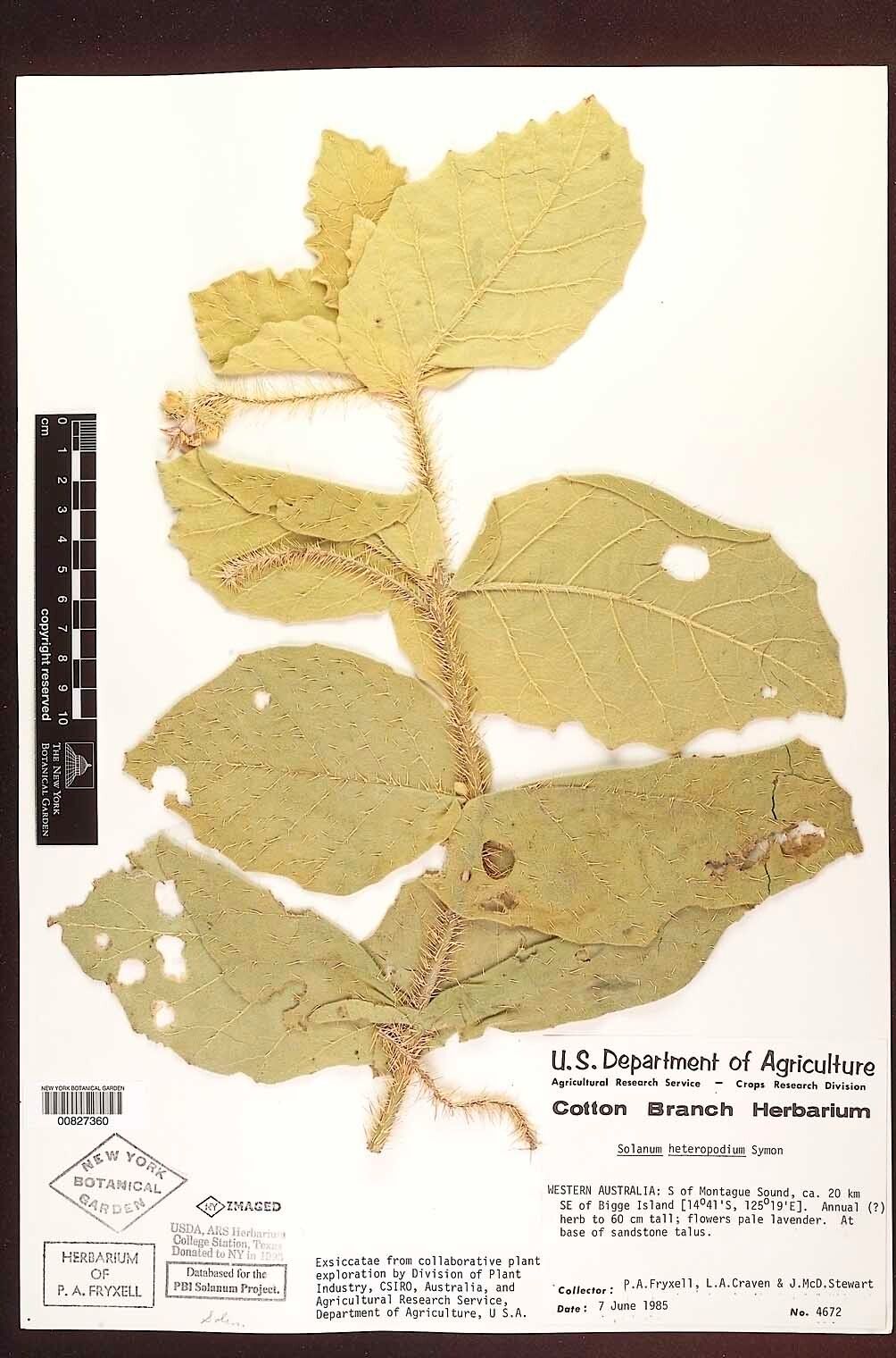 Solanum heteropodium — houseplant care guide