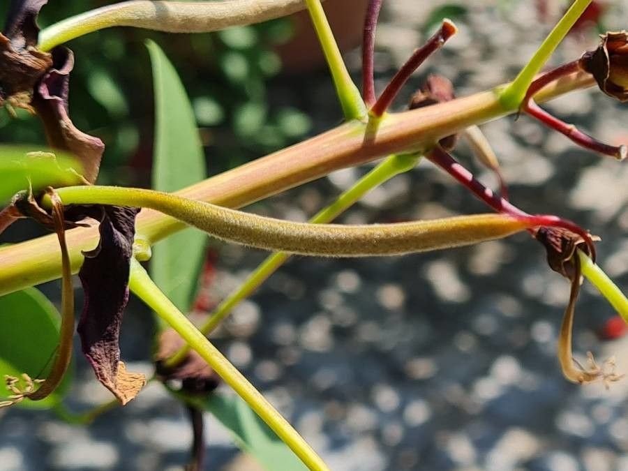 Erythrina crista-galli fruit