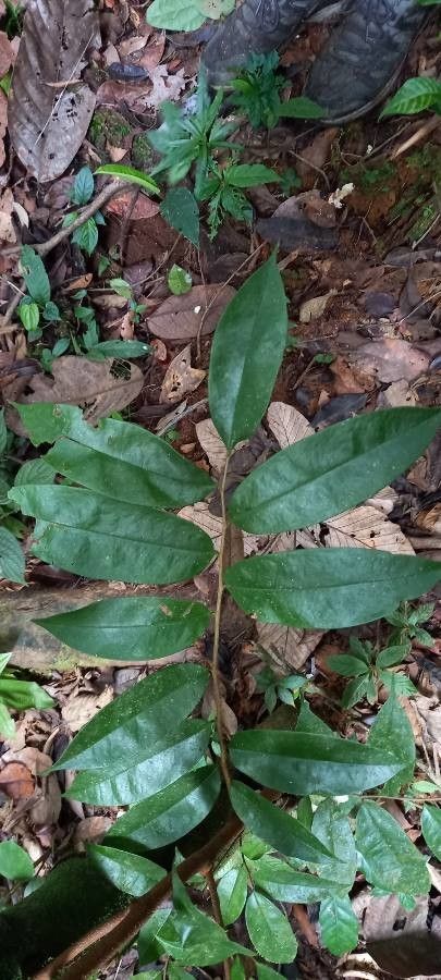 Xylopia bocatorena — search result for 'Xylopia'