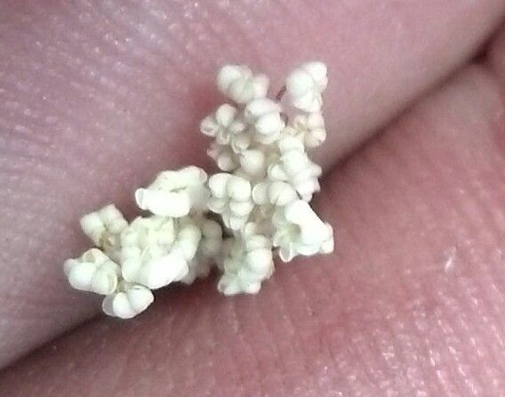 Oxypolis fendleri — related species from the same genus