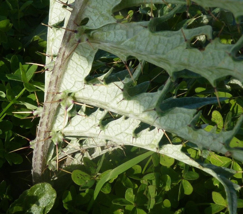 Cynara baetica — related species from the same genus