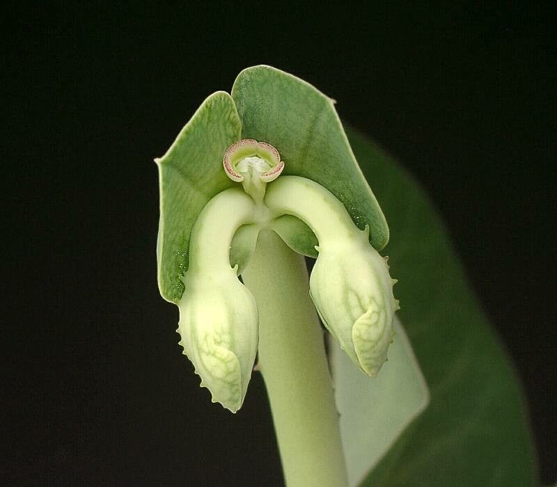 Euphorbia pseudolaevis flower
