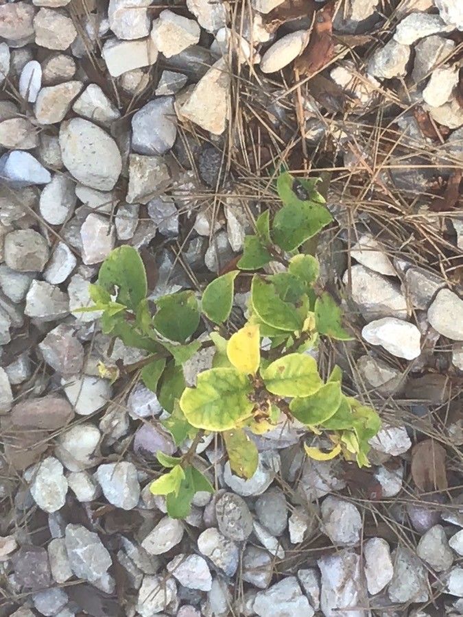 Ilex rotunda — search result for 'Ilex'