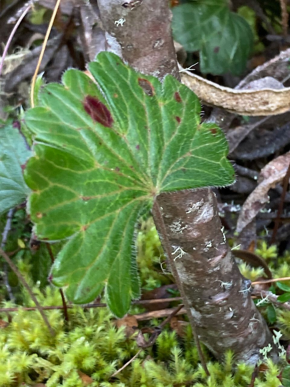 Geranium santanderiense leaf