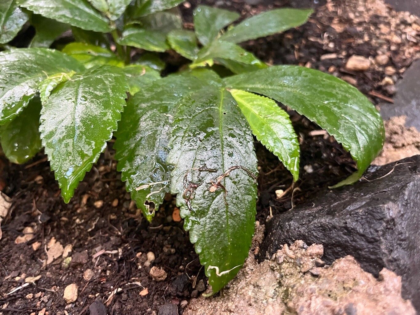 Elatostema reticulatum — houseplant care guide