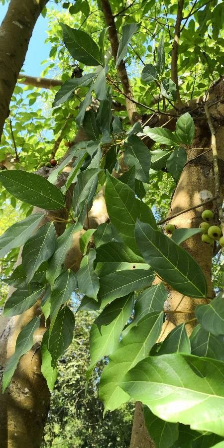 Ficus racemosa — search result for 'Ficus'