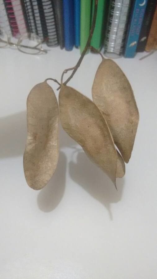 Dalbergia brasiliensis — search result for 'Dalbergia'