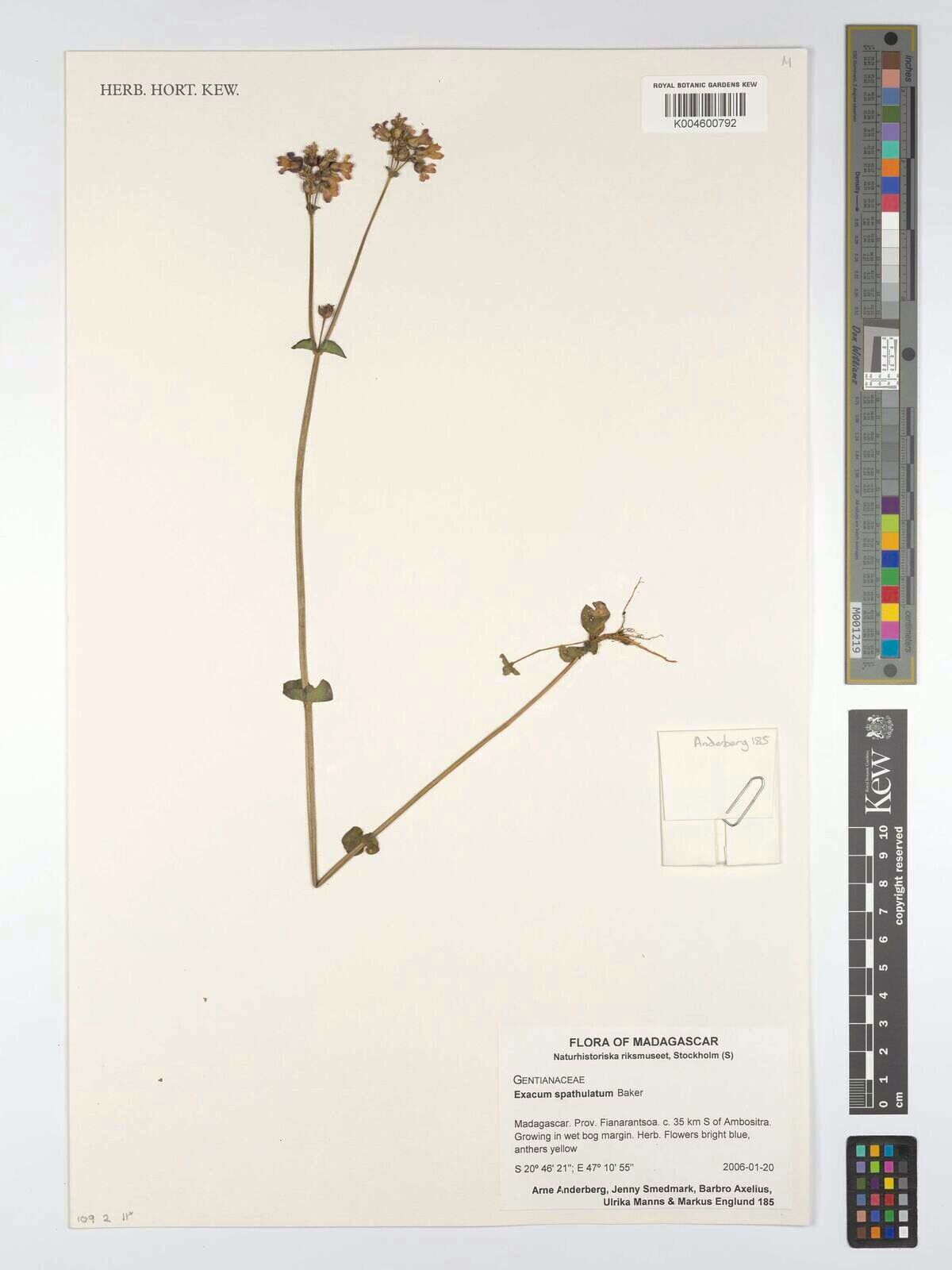 Exacum spathulatum — houseplant care guide