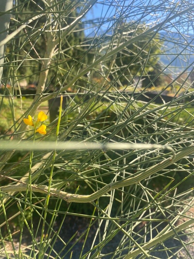 Genista aetnensis leaf