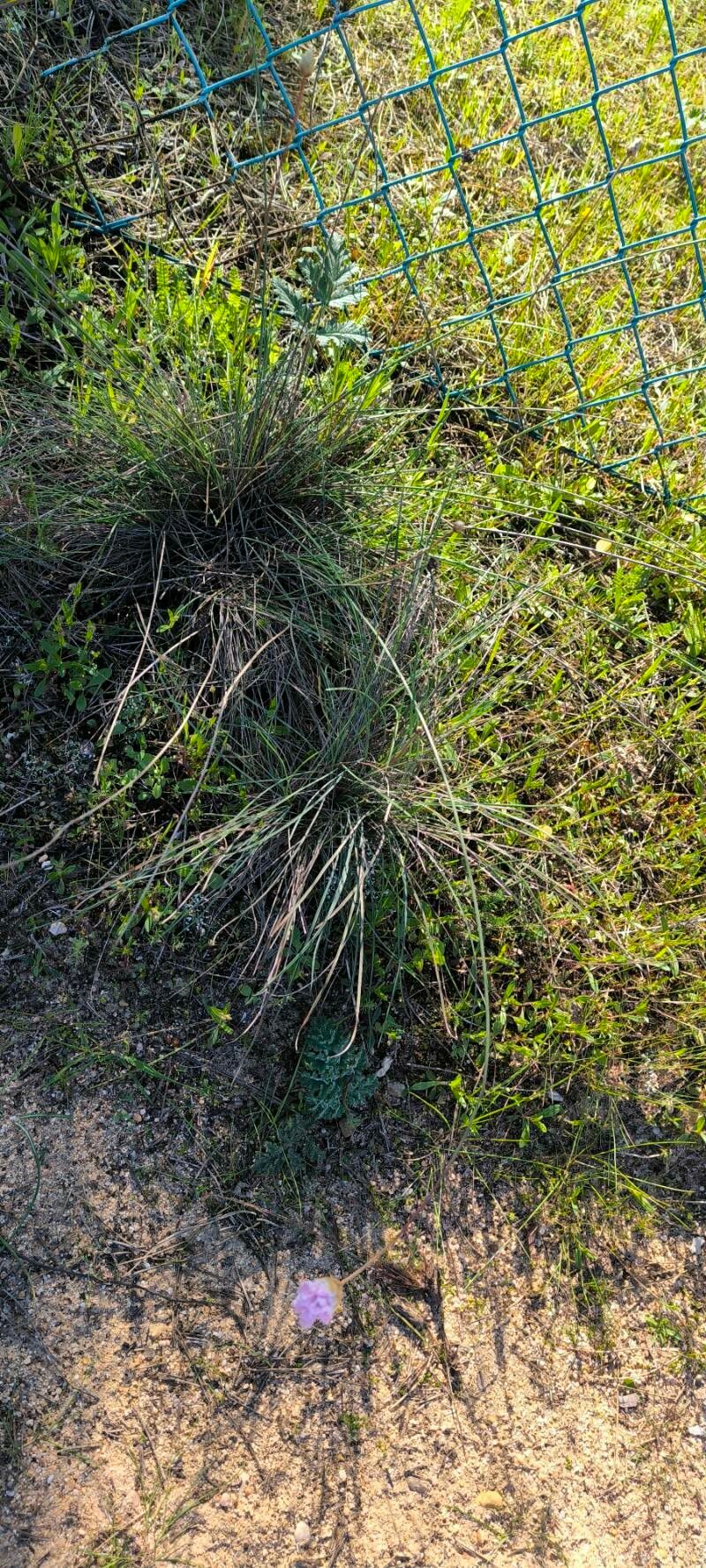 Armeria macrophylla habit