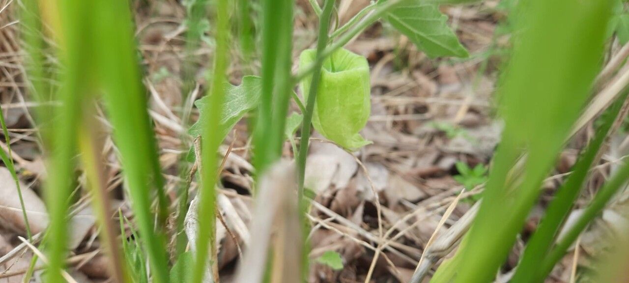 Physalis mollis fruit