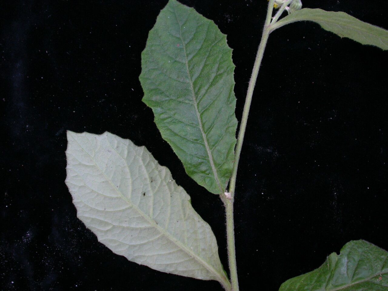 Blumea hieraciifolia habit