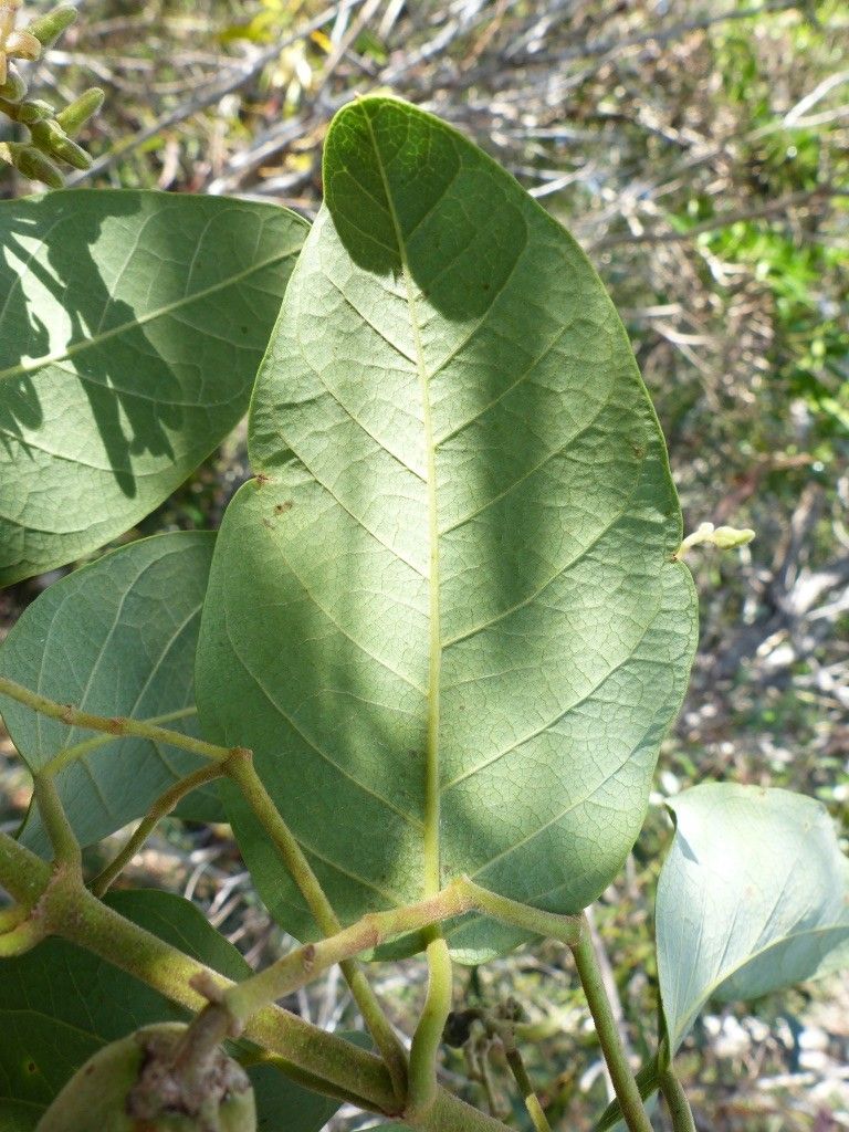 Parsonsia scabra — houseplant care guide