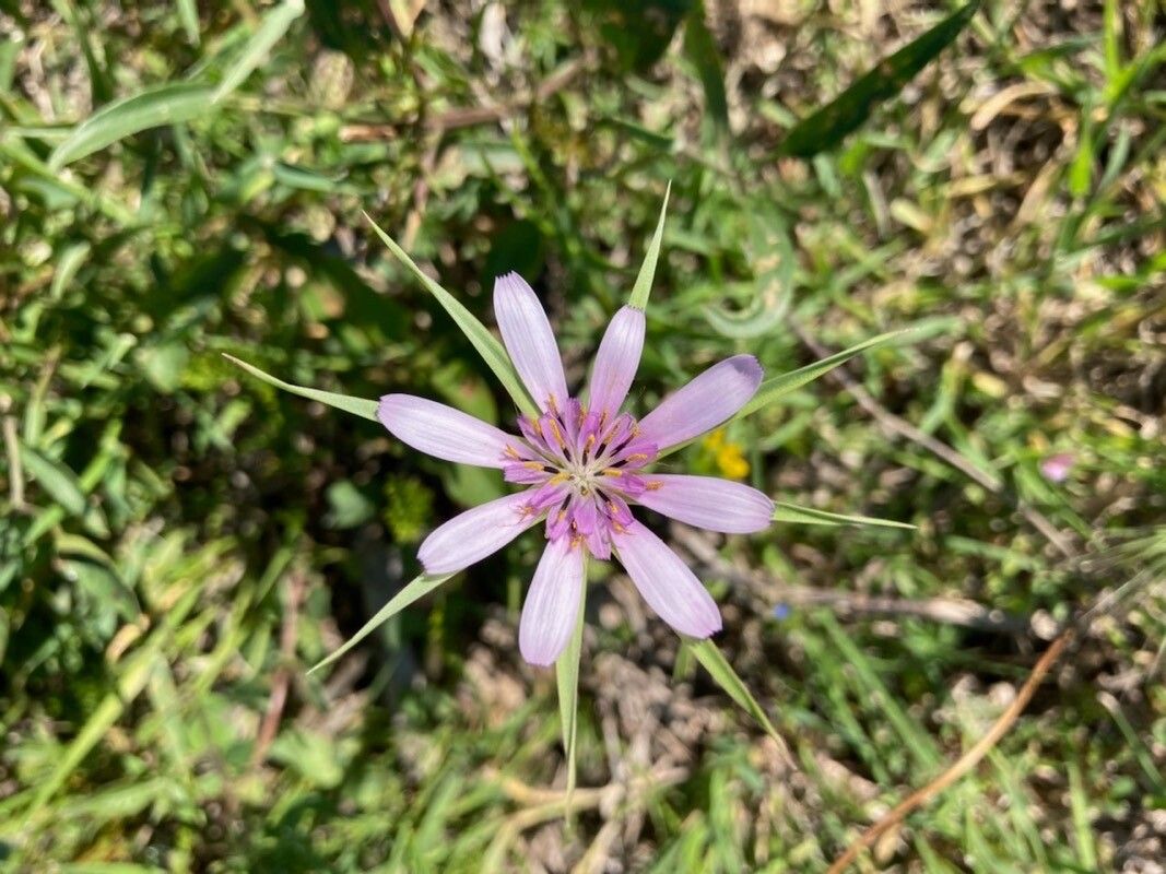 Geropogon hybridus flower