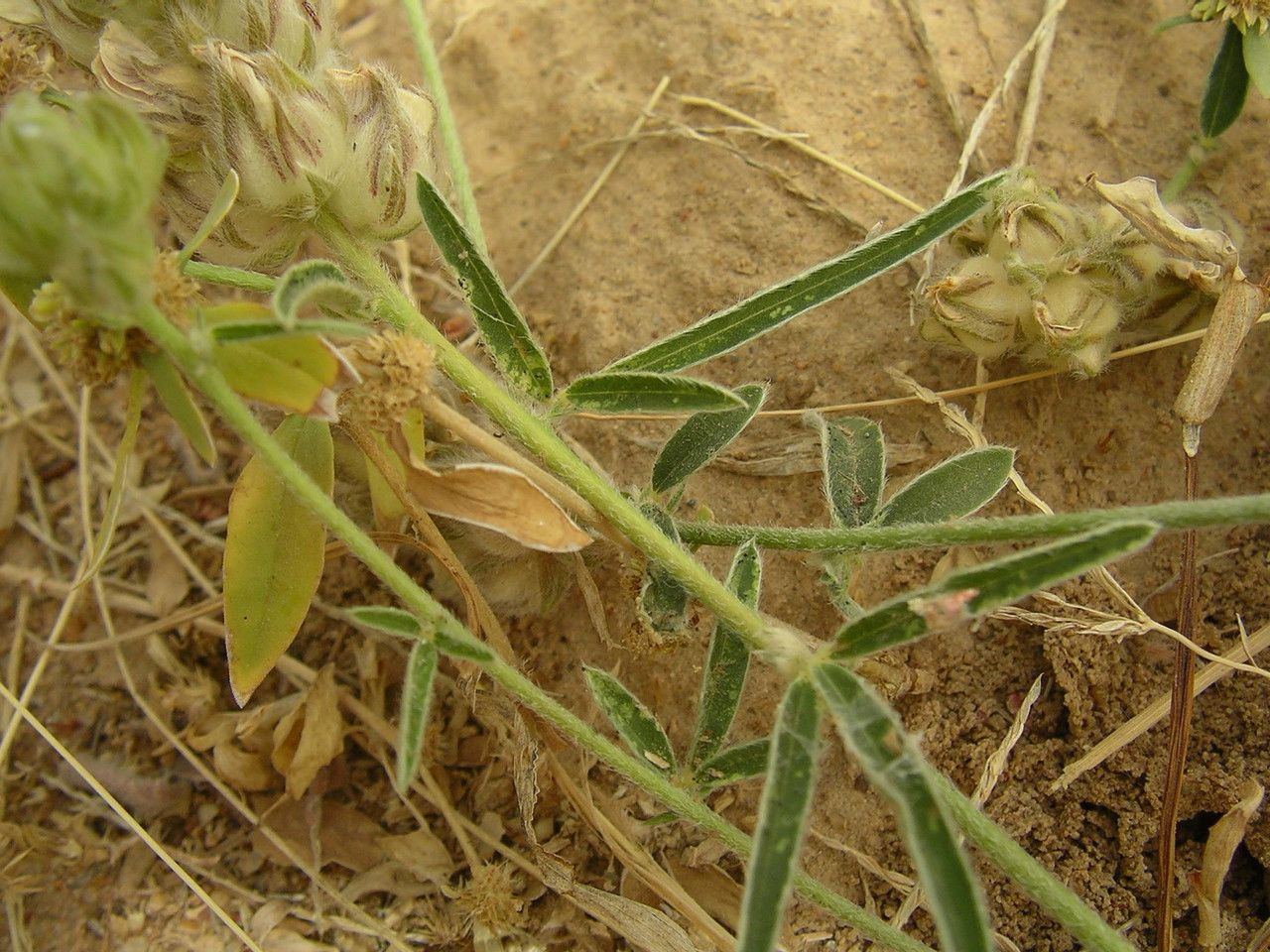 Crotalaria ebenoides fruit