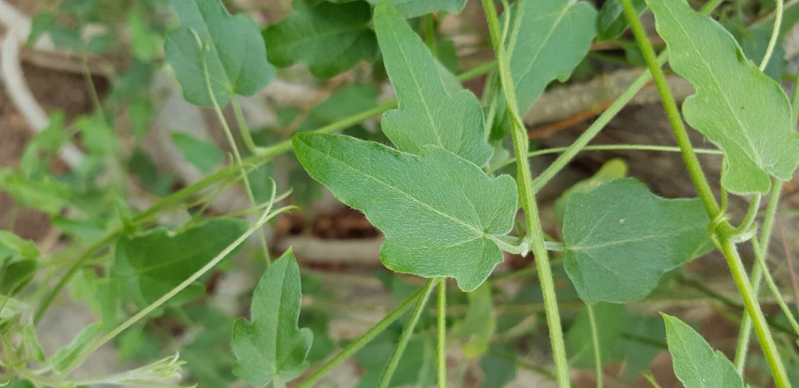 Xerosicyos tripartitus