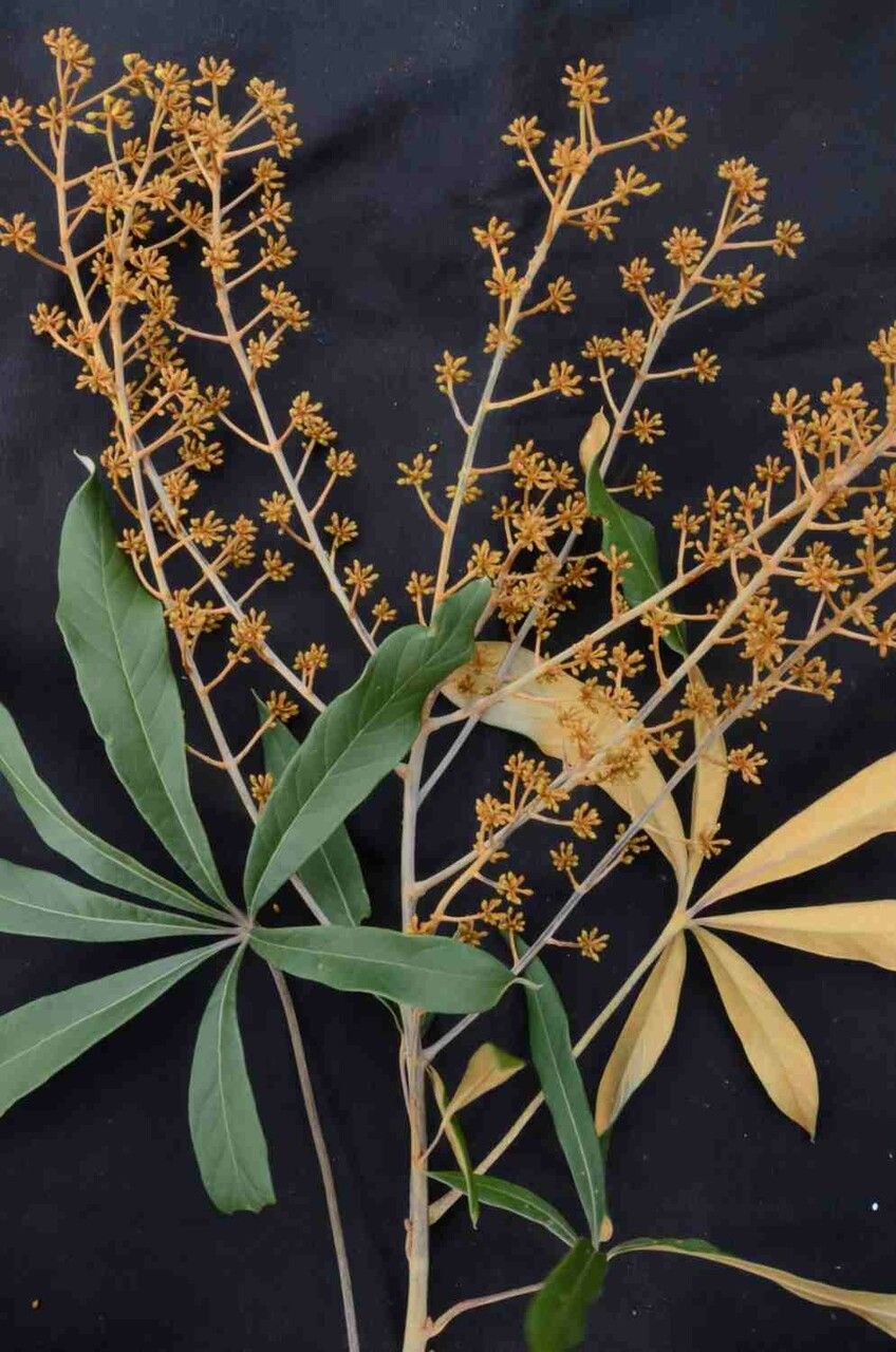 Schefflera vinosa flower