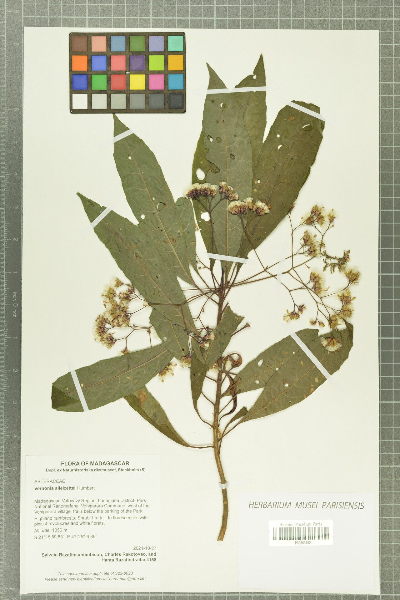 Vernonia alleizettei — related species from the same genus