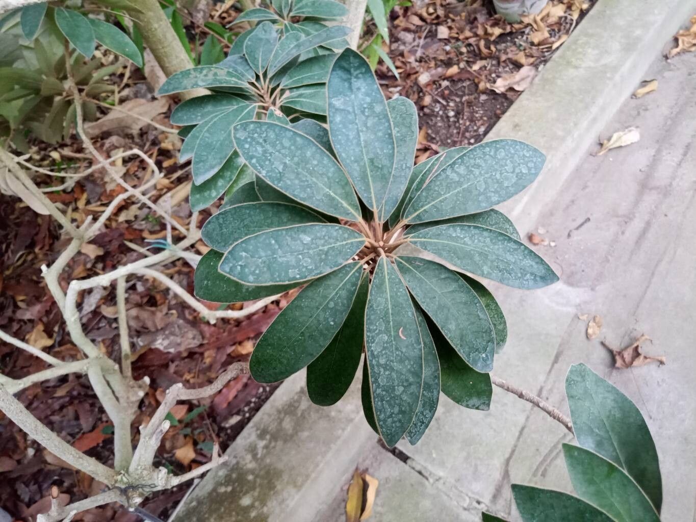 Litsea tomentosa leaf