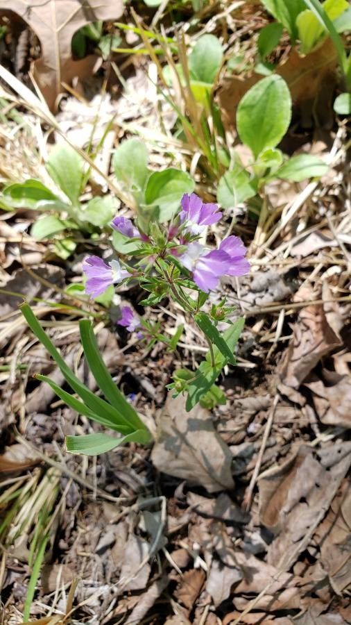 Collinsia violacea flower