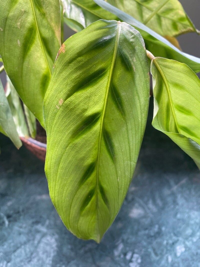 Goeppertia bachemiana leaf