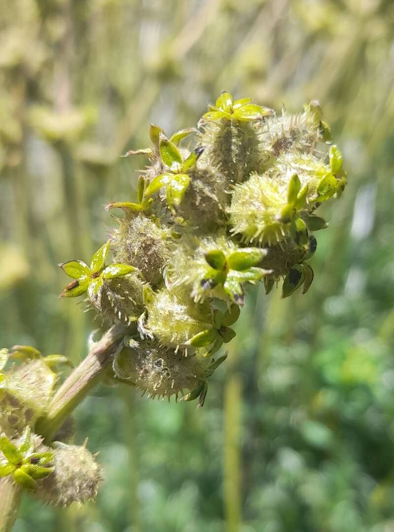 Acaena splendens flower
