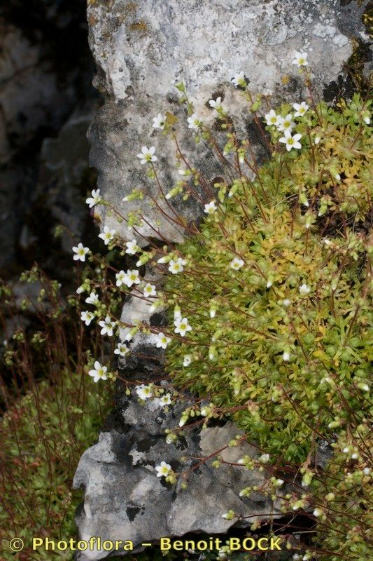 Saxifraga reuteriana habit