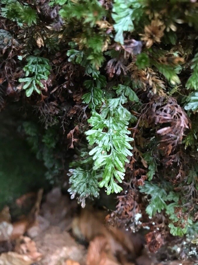 Hymenophyllum tunbrigense — houseplant care guide