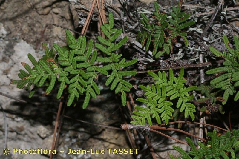 Allosorus fragilis leaf