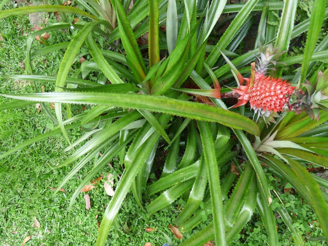 Ananas bracteatus