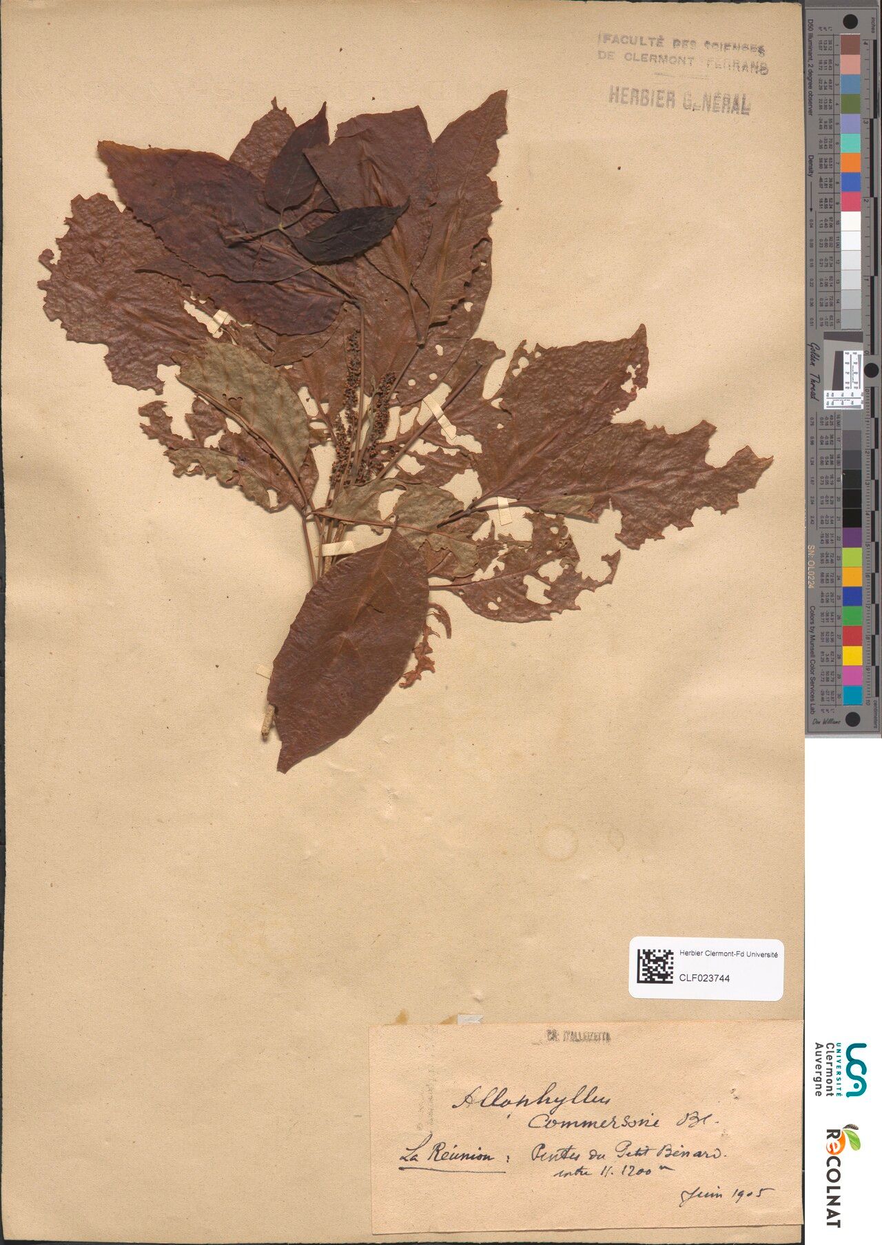 Allophylus commersonii — houseplant care guide