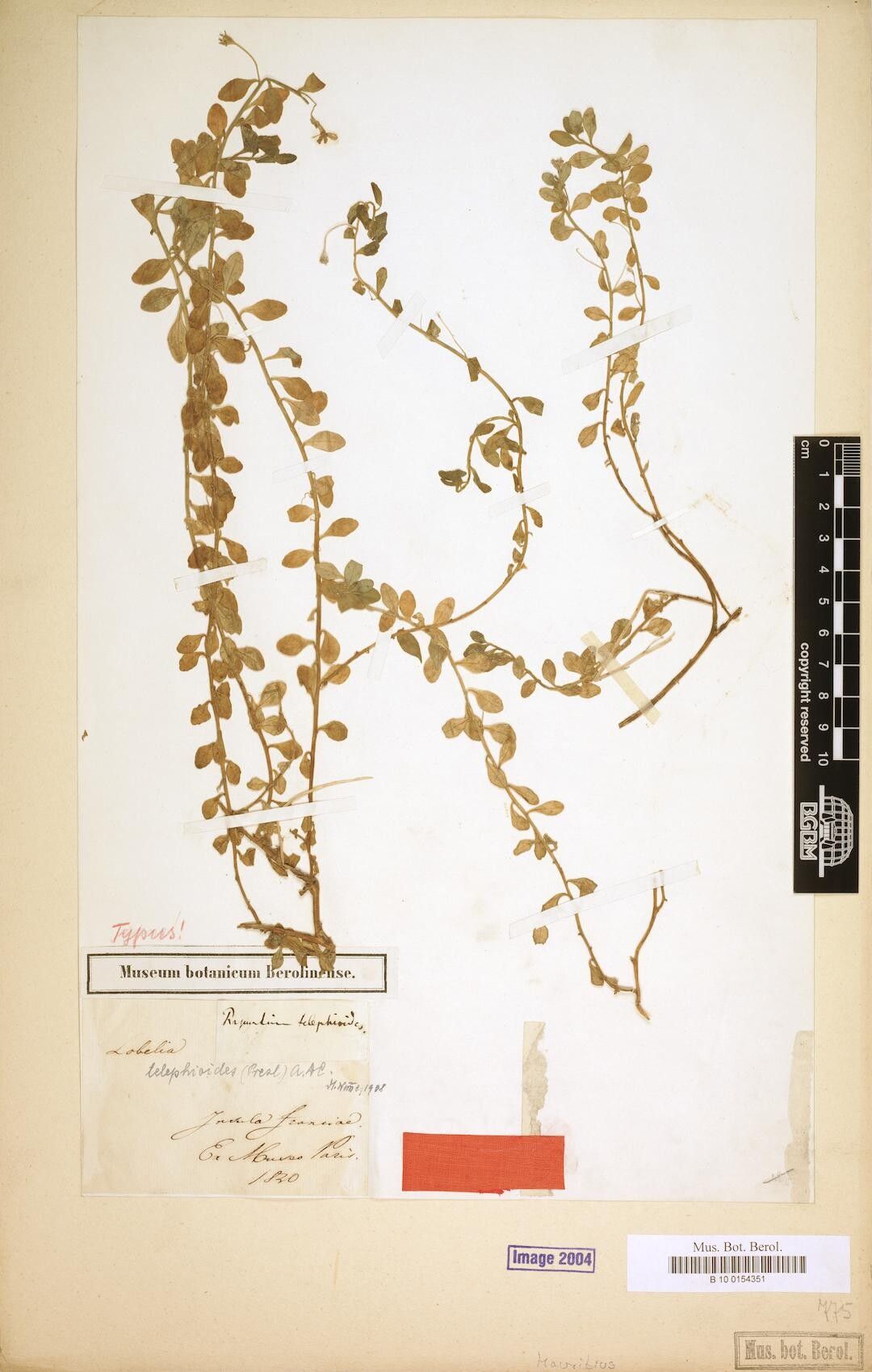 Lobelia telephioides — houseplant care guide