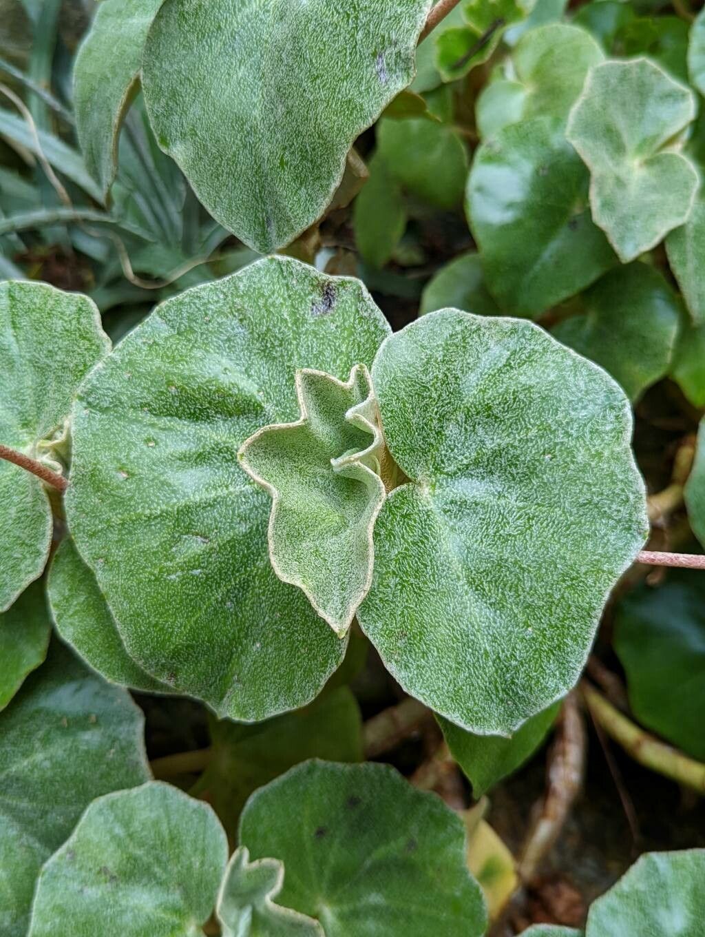 Begonia venosa leaf