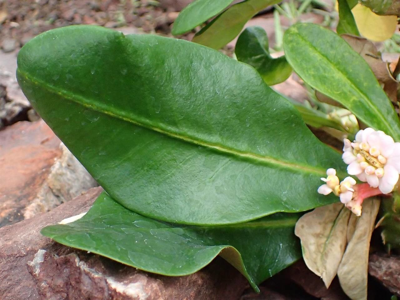 Euphorbia lophogona — repeat bloomer houseplant