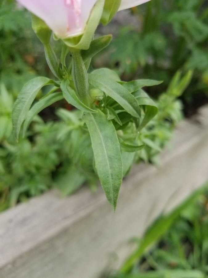 Clarkia rubicunda — search result for 'Clarkia'