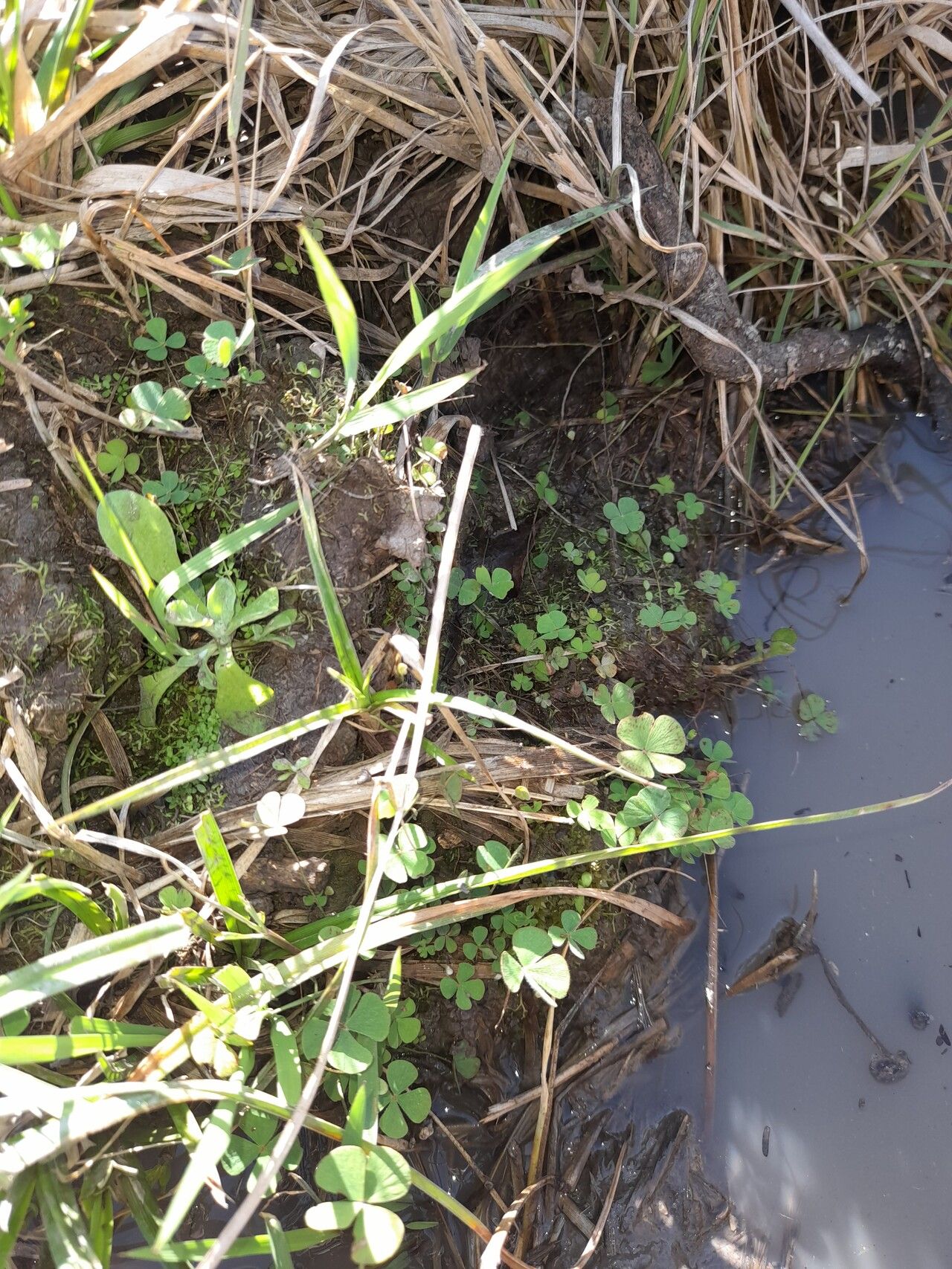 Marsilea ancylopoda habit